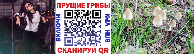 Псилоцибиновые грибы Psilocybine cubensis  Купить  Дальнереченск 